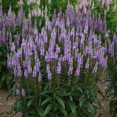 Вероника колосковая Лавендер Лайтсэйбер Вероника колосковая Лавендер Лайтсэйбер - Dolina-Sad.Ru