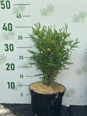 Туя западная Даника, С2 - Dolina-Sad.Ru