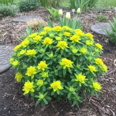 Молочай многоцветный - Dolina-Sad.Ru