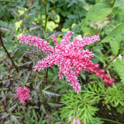 Астильба симплицифолия Кей Вест , x Астильба симплицифолия Кей Вест , x фото