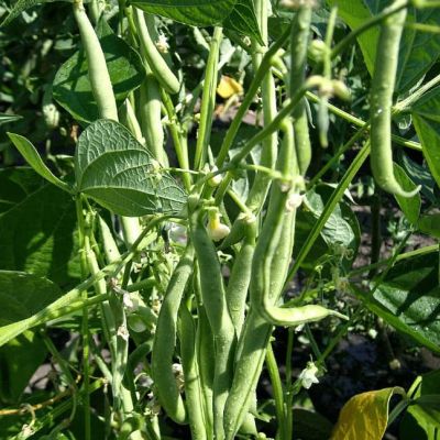 Фасоль овощная Московская белая зеленостручная 556 Фасоль овощная Московская белая зеленостручная 556 фото