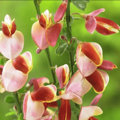 Ракитник Мария Бруквуд Ракитник Мария Бруквуд фото