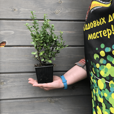 Барбарис тунберга Кобольд Барбарис тунберга Кобольд фото