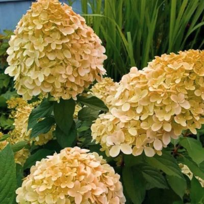 Гортензия метельчатая Коттон Крим, С3 - Dolina-Sad.Ru