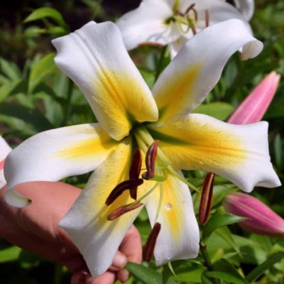 Лилия Мистер Писташ (в горшке) Лилия Мистер Писташ (в горшке) фото