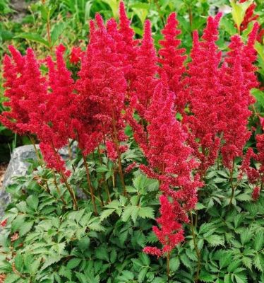 Астильба Монтгомери фото