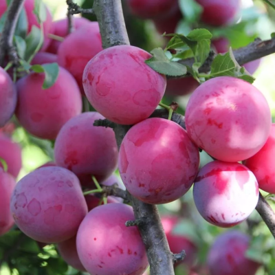 Слива гибридная Комета Кубанская Слива гибридная Комета Кубанская фото