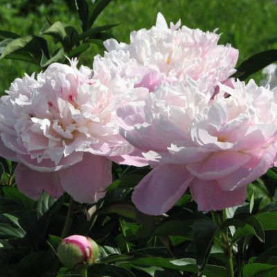 Пион Леди Алекандра Дафф Пион Леди Алекандра Дафф - Dolina-Sad.Ru