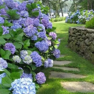 Гортензия крупнолистная Блауэр Цверг Гортензия крупнолистная Блауэр Цверг фото