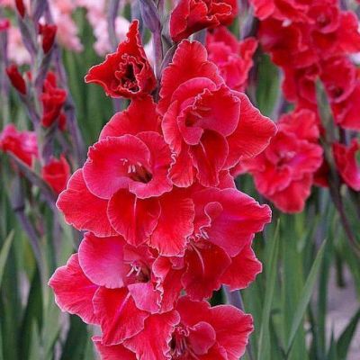 Гладиолус Афтер Шок Гладиолус Афтер Шок фото