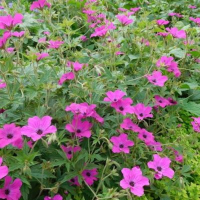 Герань Ред Адмирал - Dolina-Sad.Ru