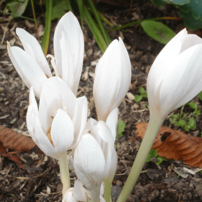 Безвременник Осенний Альбум Безвременник Осенний Альбум фото