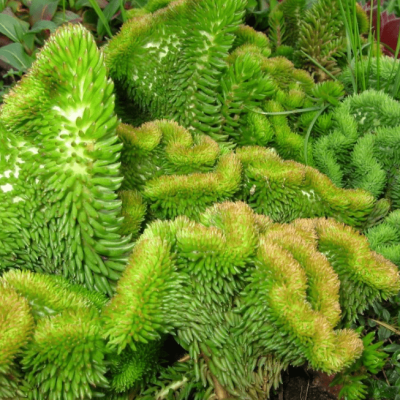 Седум отогнутый Седум отогнутый фото