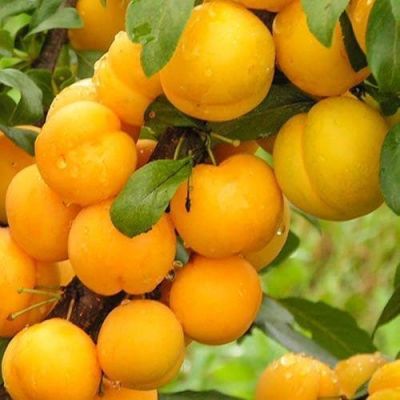 Слива диплоидная Лодва Слива диплоидная Лодва фото