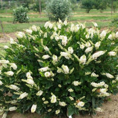 Клетра "Хаммингбёрд" Клетра "Хаммингбёрд" фото