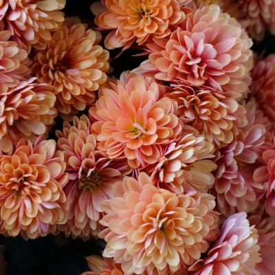 Хризантема мультифлора Персиковая - Dolina-Sad.Ru