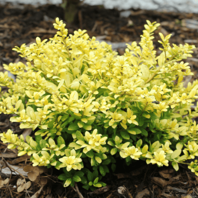 Барбарис тунберга Голдалита Барбарис тунберга Голдалита фото