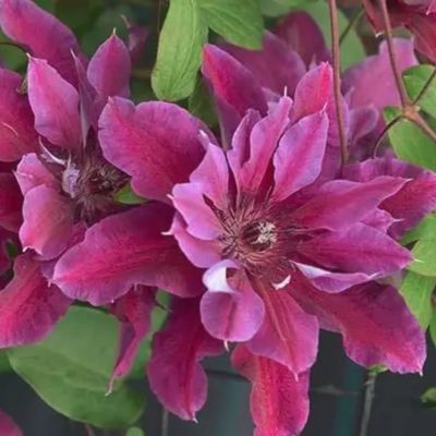 Клематис Май Бьюти Клематис Май Бьюти - Dolina-Sad.Ru