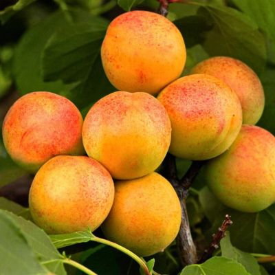 Абрикос Юбилейный Навои Абрикос Юбилейный Навои - Dolina-Sad.Ru