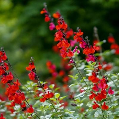 Шалфей Роял Бумбл Шалфей Роял Бумбл - Dolina-Sad.Ru