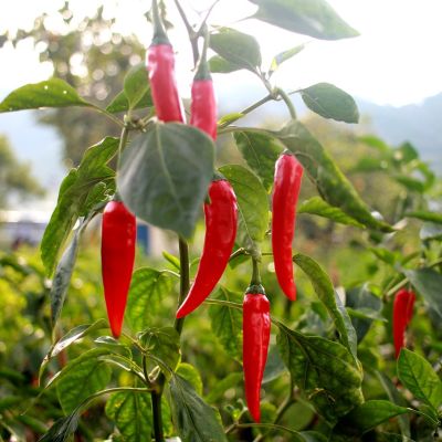 Перец острый Жгучий ус автор. Перец острый Жгучий ус автор. - Dolina-Sad.Ru