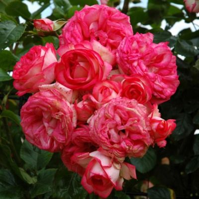 Роза Антика фото