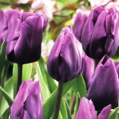 Тюльпан Пурпл Рэин Тюльпан Пурпл Рэин фото