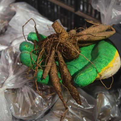 Георгина Бишоп оф Лейчестер Георгина Бишоп оф Лейчестер - Dolina-Sad.Ru