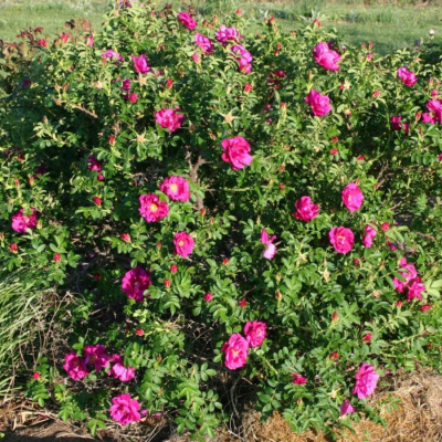 Роза морщинистая (Ругоза) - Dolina-Sad.Ru