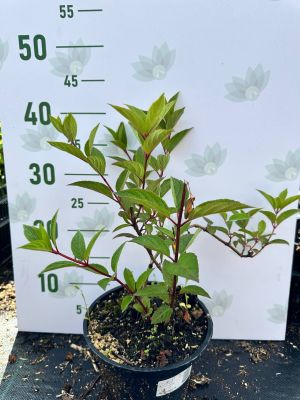 Гортензия метельчатая Канделайт, С2 - Dolina-Sad.Ru