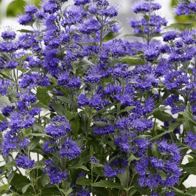 Кариоптерис кладонский Стефи фото