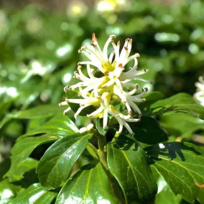 Пахизандра верхушечная Пахизандра верхушечная фото