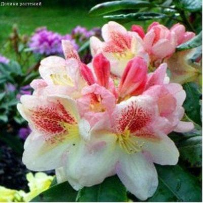 Рододендрон Микадо Рододендрон Микадо фото