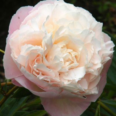 Пион Лилиан Вайлд - Dolina-Sad.Ru