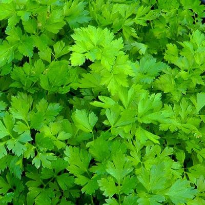 Сельдерей Захар листовой Сельдерей Захар листовой фото
