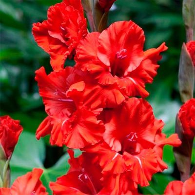 Гладиолус Файр Крекер Гладиолус Файр Крекер - Dolina-Sad.Ru