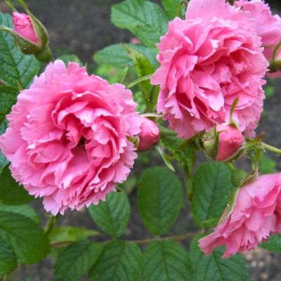 Роза Пинк Грютандорт - Dolina-Sad.Ru