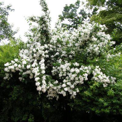 Жасмин Монблан Жасмин Монблан фото