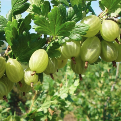 Крыжовник Берендей Крыжовник Берендей фото