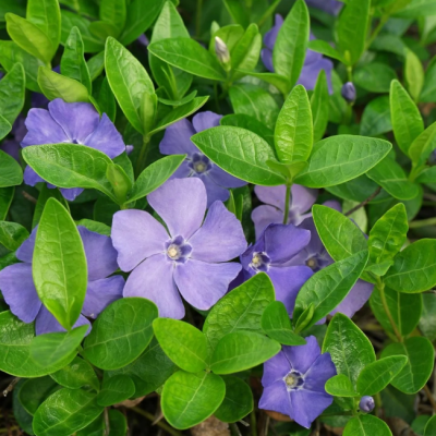 Барвинок малый Макулята фото