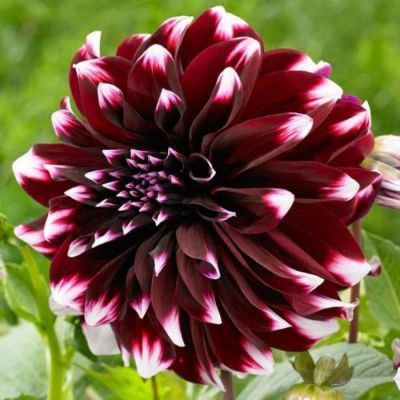 Георгина Контраст (Гиганты) Георгина Контраст (Гиганты) фото