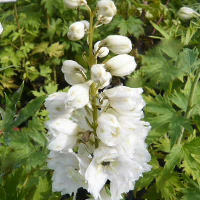 Дельфиниум "Эскалибур Пур Вайт" Дельфиниум "Эскалибур Пур Вайт" фото