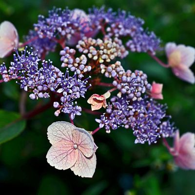 Гортензия шершавая Хот Шоколад Гортензия шершавая Хот Шоколад - Dolina-Sad.Ru