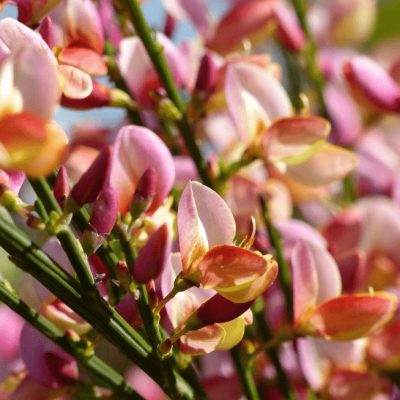 Ракитник Мария Бруквуд Ракитник Мария Бруквуд фото