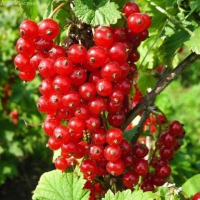 Смородина Красная Ненаглядная, C3 (2 года) Смородина Красная Ненаглядная, C3 (2 года) - Dolina-Sad.Ru