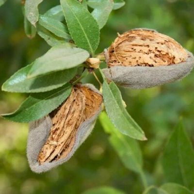 Миндаль Бумажноскорлупный Миндаль Бумажноскорлупный - Dolina-Sad.Ru