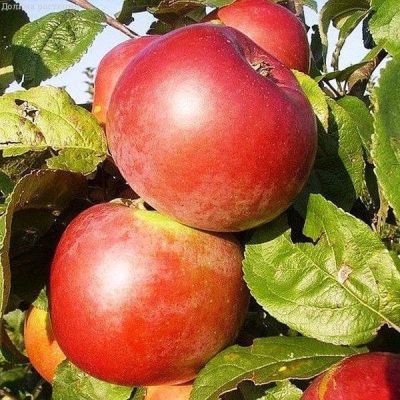 Яблоня Алеся/Зимняя, C3 (2 года) - Dolina-Sad.Ru