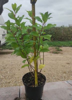 Гортензия метельчатая Скайфолл, С1,5 Гортензия метельчатая Скайфолл, С1,5 - Dolina-Sad.Ru