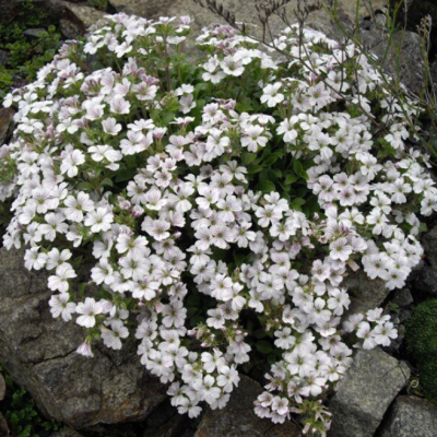 Гипсофила ясколковидная Пикси Сплаш Гипсофила ясколковидная Пикси Сплаш фото