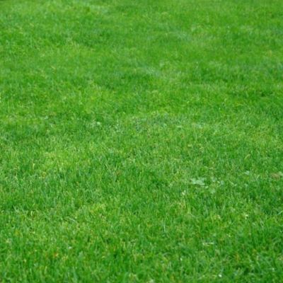 Газонная трава Парк Север, 500 гр Газонная трава Парк Север, 500 гр - Dolina-Sad.Ru